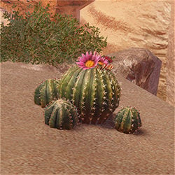 round cactus account item gathering monster hunter rise wiki guide